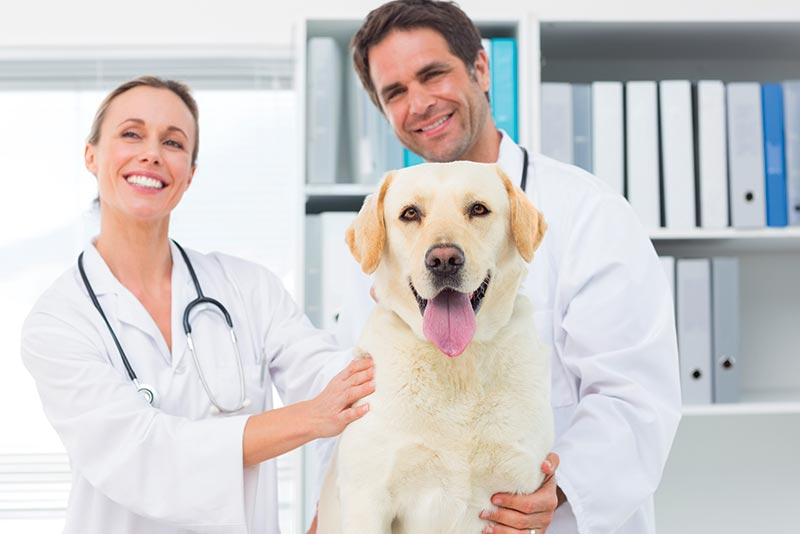 Atlanta HR Human Resources Consulting with veterinary business